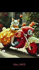 cat Riding on bycke  #youtube #cute #love #001 #0104 @star_14672