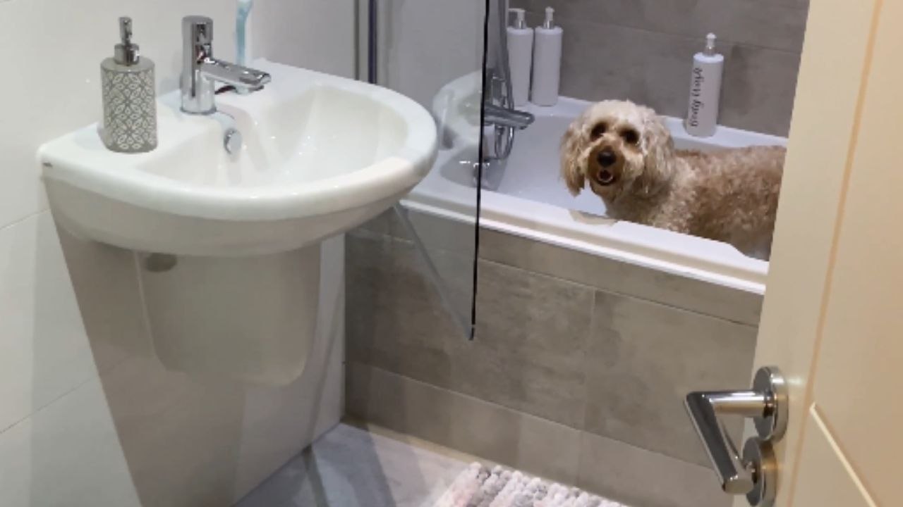 Bubbly fun: Playful pup jumps into a tub full of bubbles