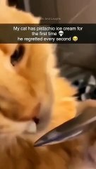 Funny cats are playing