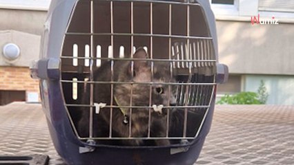 Île-de-France : ils retrouvent leur chat disparu 4 mois auparavant, il avait été volé pour être maltraité