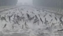 Countless fish seen leaping from river during heavy rainfall