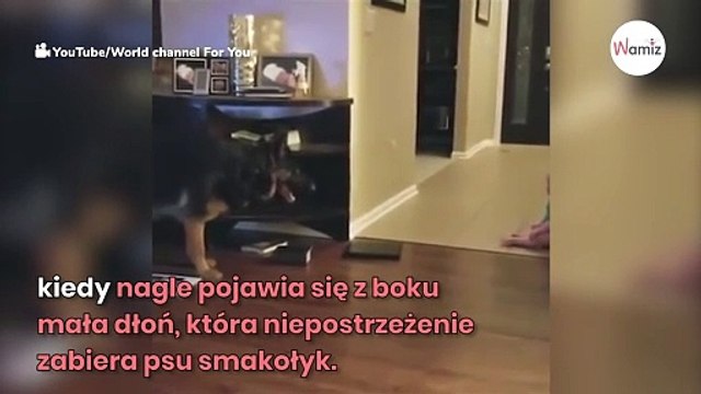 Owczarek niemiecki zbliża się do niemowlęcia. To co się dzieje później, zaskakuje wszystkich (video)
