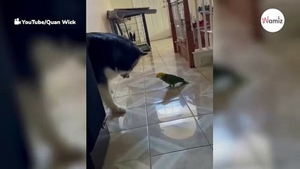 "Pelea" entre un malamute de Alaska y un loro al encontrarse (Vídeo)