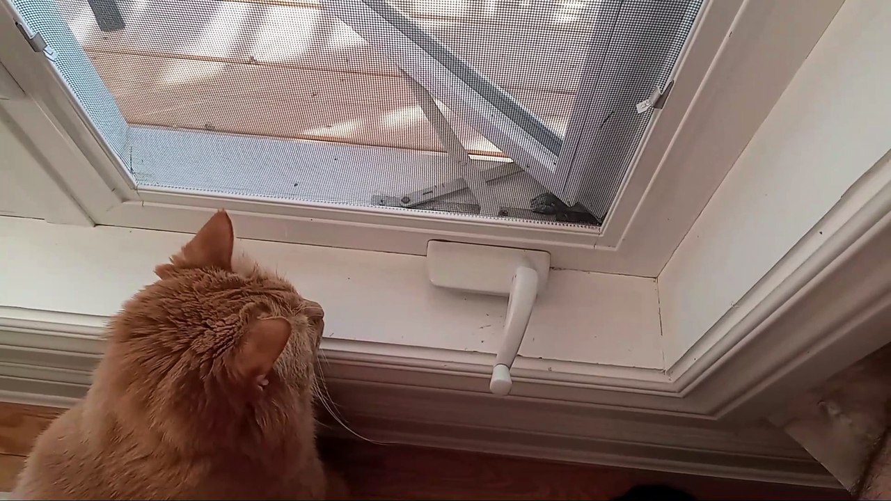 The Frog And Our Cat