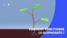 Comment fonctionne le glyphosate, considéré comme l'un des herbicides les plus controversés ?