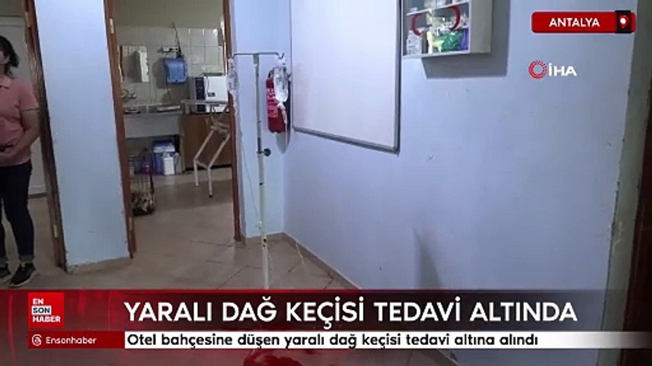 Antalya'da otel bahçesine düşen yaralı dağ keçisi tedavi altına alındı