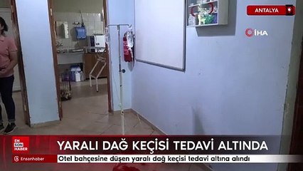 Antalya'da otel bahçesine düşen yaralı dağ keçisi tedavi altına alındı