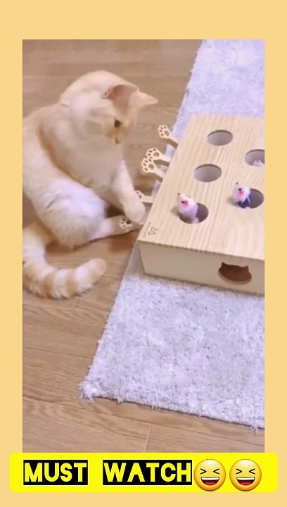 Funny cat in action