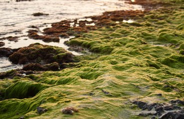 Discover How Seaweed Bathing Could Help You Live Longer 🌿