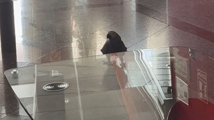 Hotel guest laughs out loud as the pigeon repeats his words