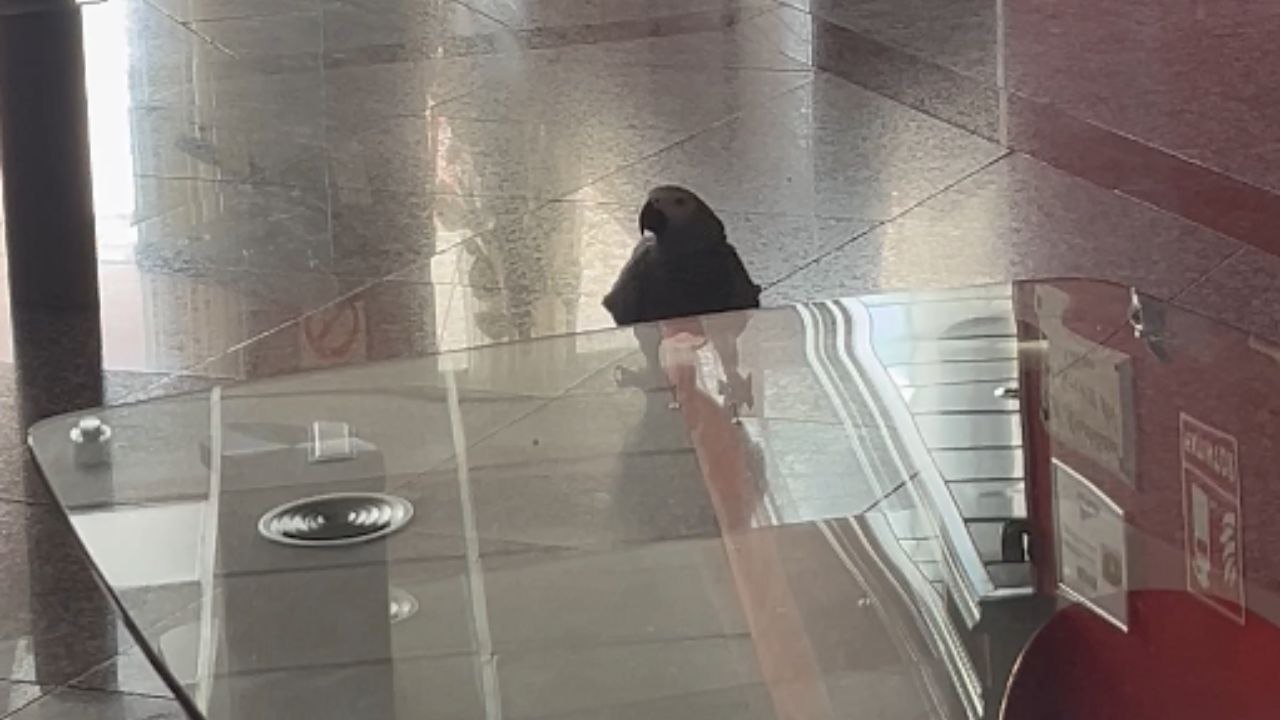 Hotel guest laughs out loud as the pigeon repeats his words