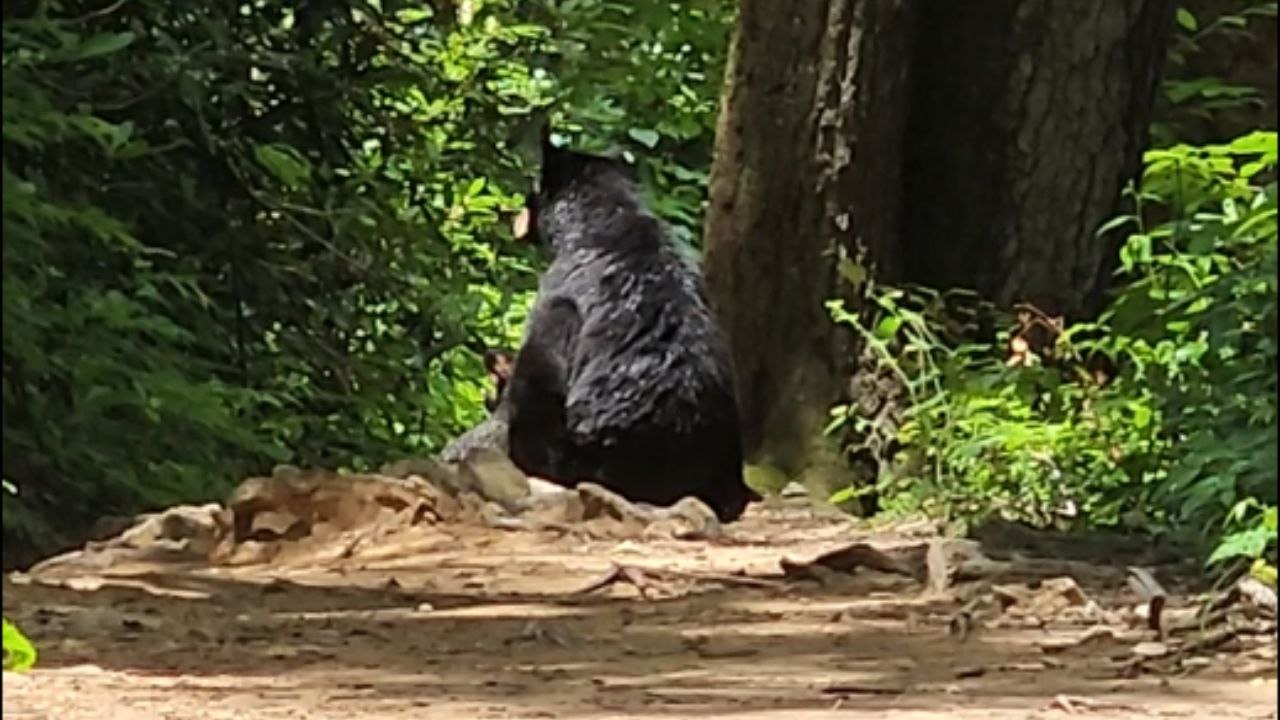 Family’s Smoky Mountains hike leads to close encounter with mama bear and cubs