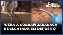 Goiás: Cobra com mais de 1,5m é resgatada em depósito