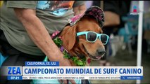 Se llevó a cabo el Campeonato Mundial de Surf Canino en California, EE.UU.