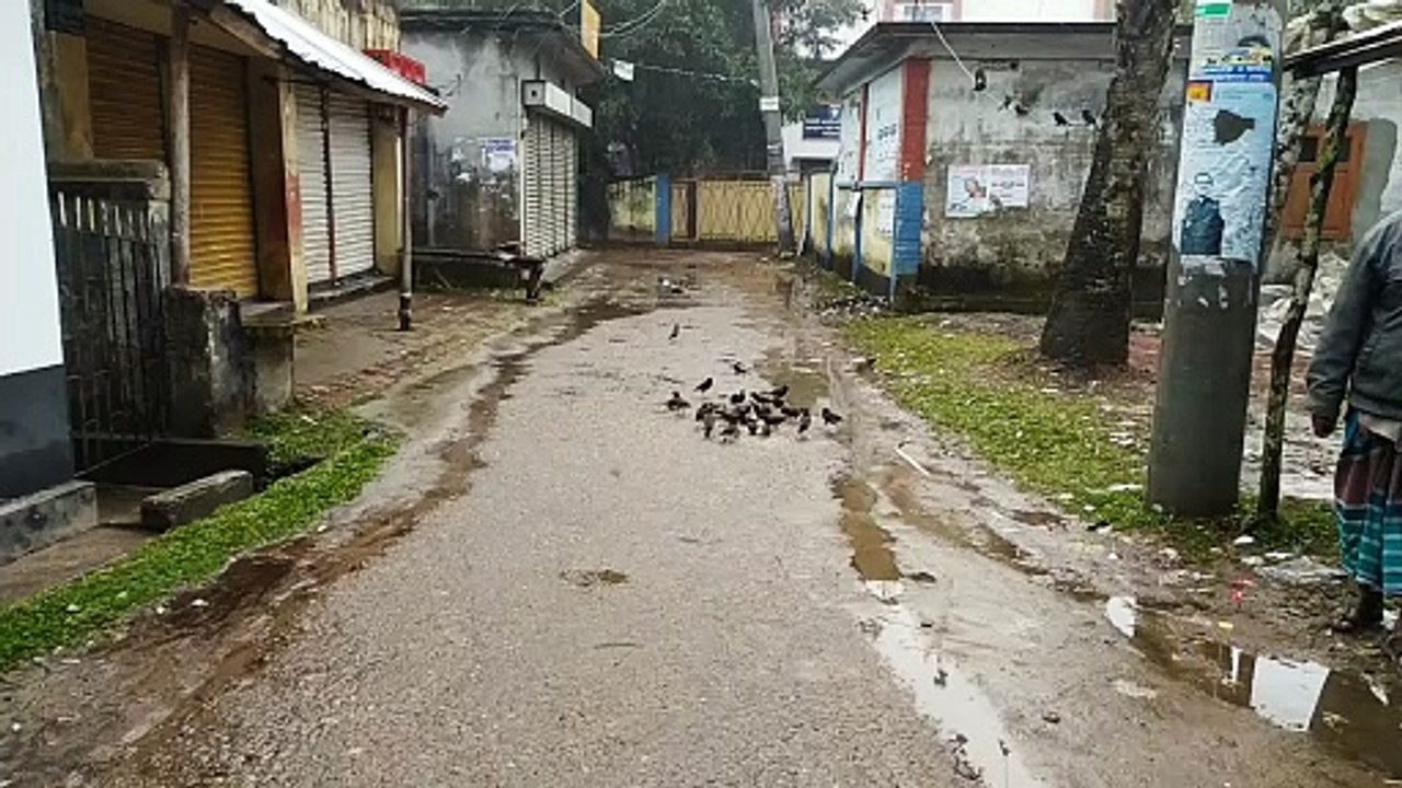 Roadside Myna bird