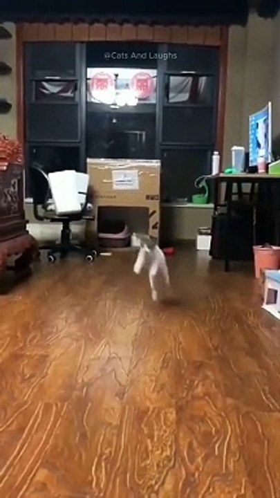 Funny cats  episode 218 #shorts