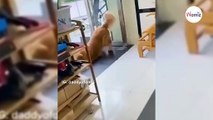 Ratunku, co ten golden retriever robi kotu? Coś zupełnie innego niż sądzisz (video)