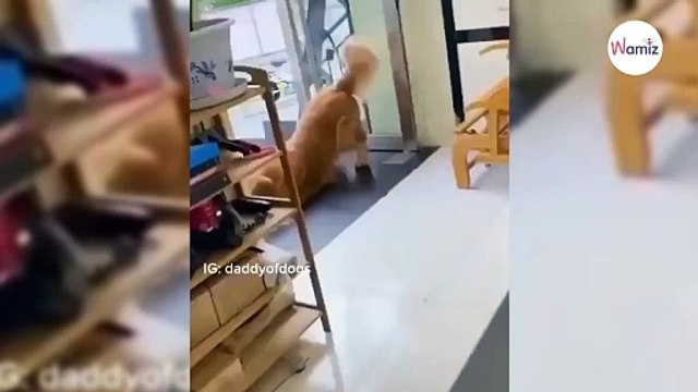 Ratunku, co ten golden retriever robi kotu? Coś zupełnie innego niż sądzisz (video)
