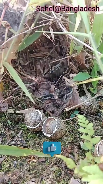 quail bird
