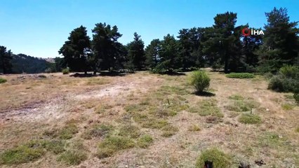 Yaylaların özgür ruhları yılkı atlarının görsel şöleni