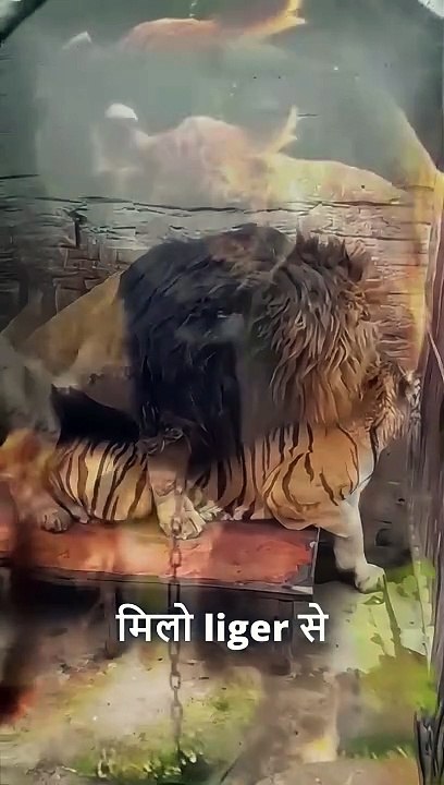 New Type Animal HYBRID