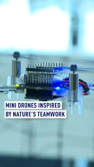 Why Dutch boffins are making a beeline for insects