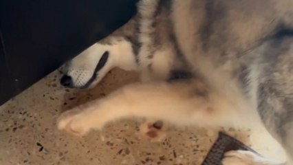 Dog's struggle with a mouse ends with an embarrassing moment under the sofa