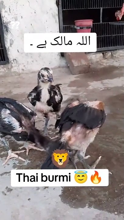 THAI PLUS BURMI QUALITY #aseel #quality#thailand #burmi #dailymotion #viral #tranding #top