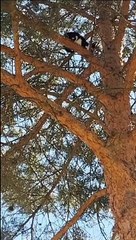 El rescate a un gato en Carbajal de la Legua se eterniza tras cuatro días subido a un árbol