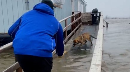 Football Players Rescue Mom And Puppies Left Behind During A Storm