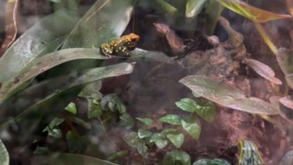 Girl stumbles upon a pretty frog singing to attract female frogs