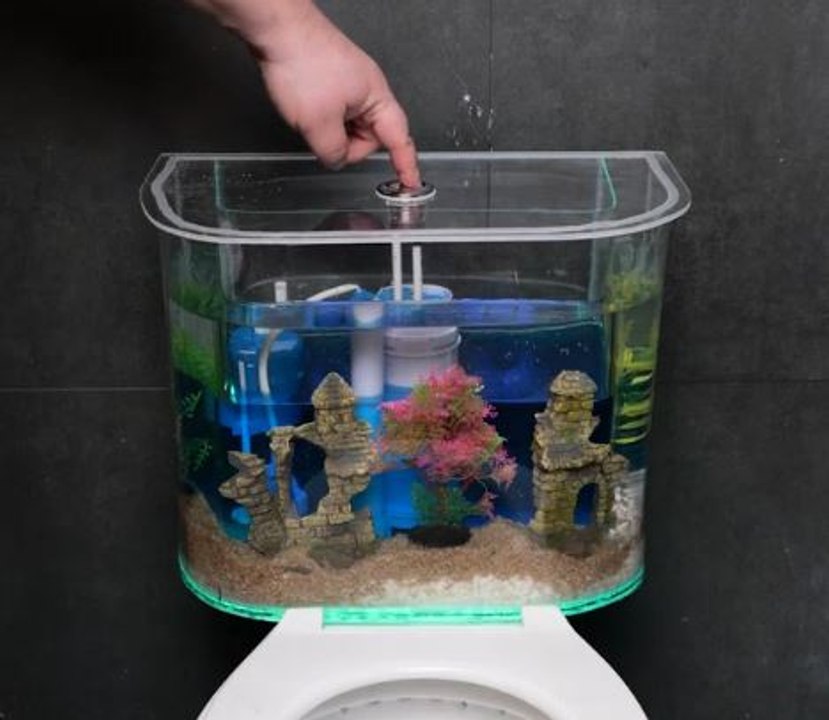 Transforming toilet into functional fish tank!