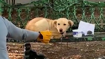 Dog Found Tied To Bench With A Note Asking Someone To Adopt Him