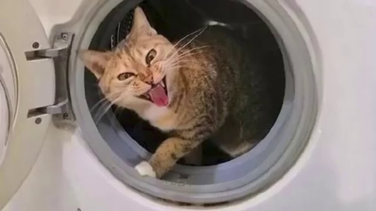 When a diva of a CAT enters your life...Best Dramatic Cat!