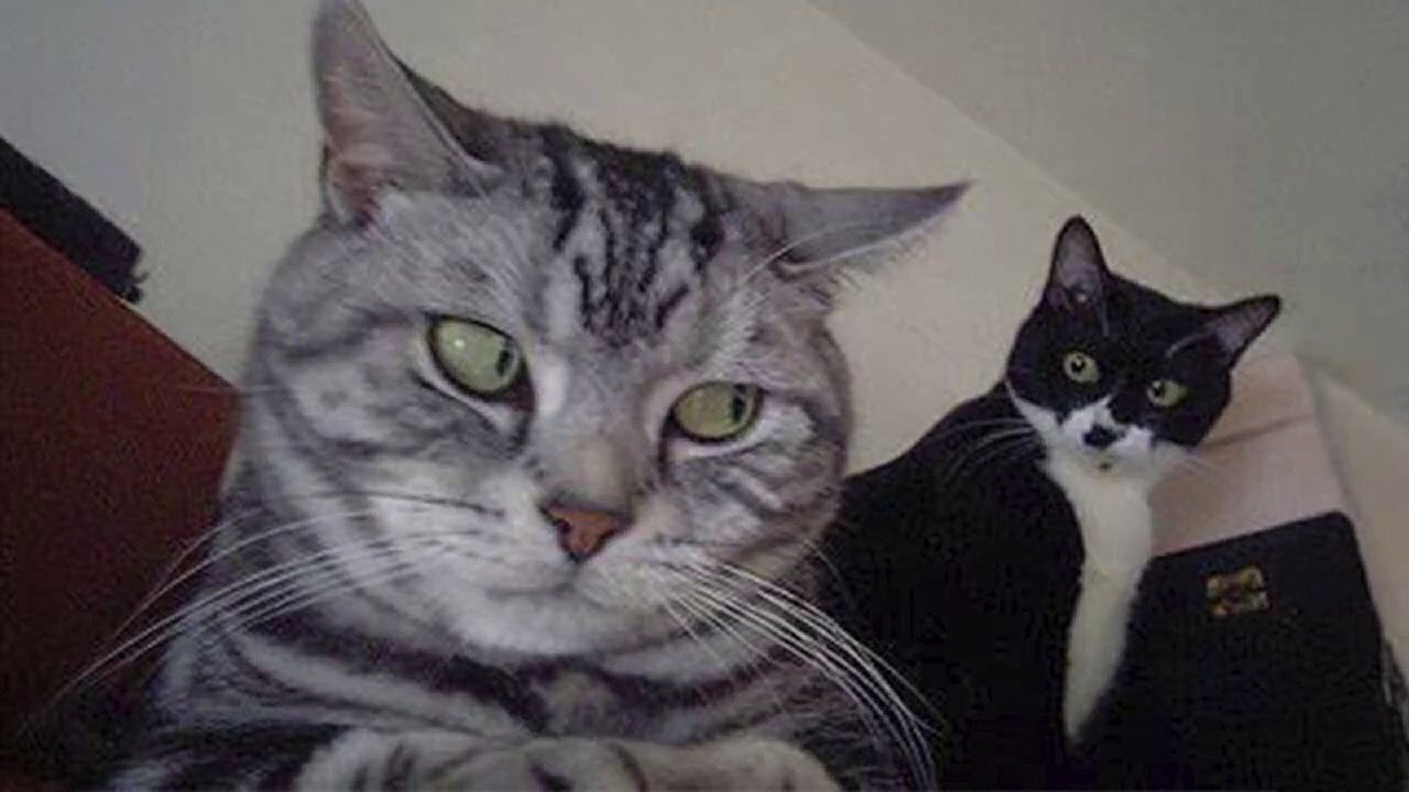 Isn’t Having Two Cats the BEST!Funniest CATS Video