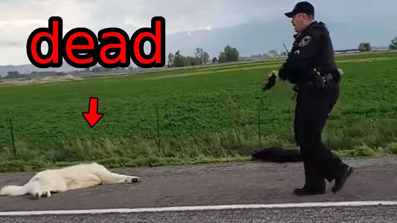 Officer Shoots Dogs, Loses Qualified Immunity..