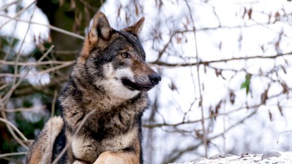 10727436-hd_1920_1080_24fps