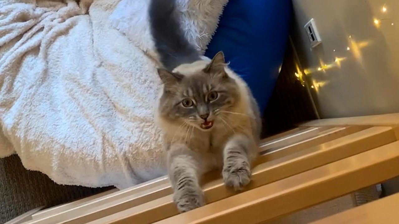 When Your College Roommate Is A Cat