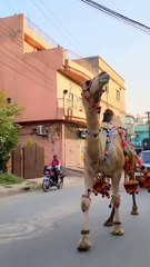 "Camel Walking on the Road" | cute Camel  Video Beautiful moment