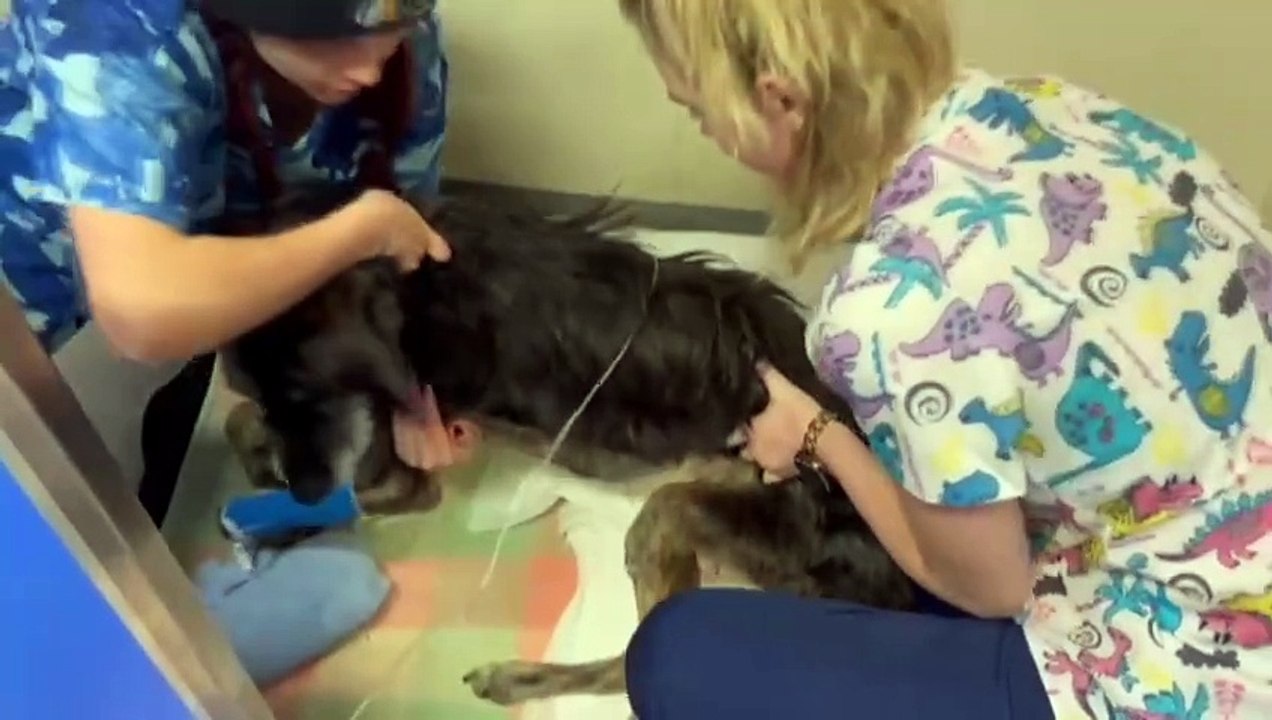 Melbourne dog that survived being left for dead on pile of rubbish now  ready to find a loving home - video Dailymotion