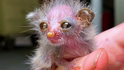 This Tiny Primate Is The World's Cutest Animal