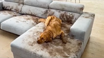 Funniest Cats and Dogs Videos l Hilarious Animal Compilation - Funny