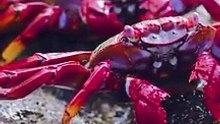 Sally Lightfoot Red Crab #wildlife