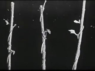 The Bud, the Leaf and the Flower | movie | 1912 | Official Trailer