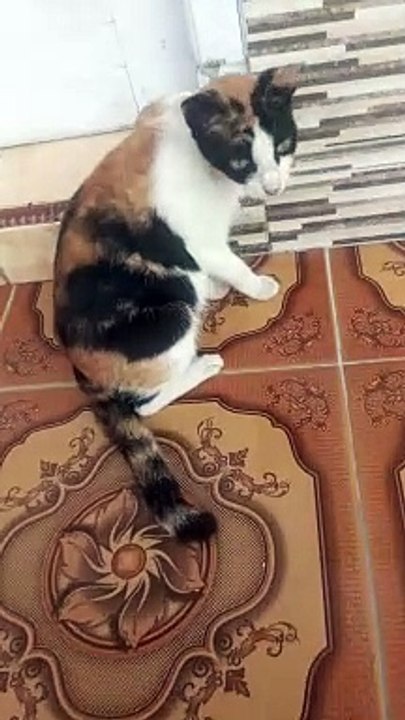 Kucing cantik
