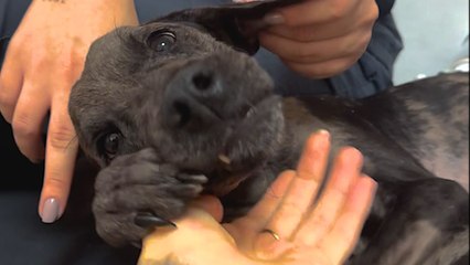 Woman Drives 10 Hours To Rescue A Paralyzed Dog