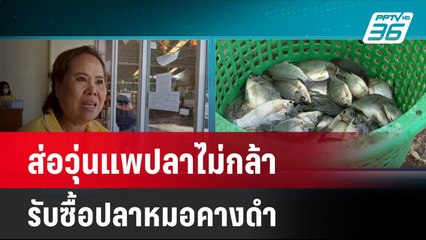 ส่อวุ่นแพปลาไม่กล้ารับซื้อปลาหมอคางดำ  | โชว์ข่าวเช้านี้ | 6 ส.ค. 67