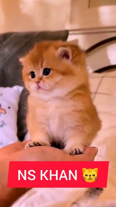 Cat videos