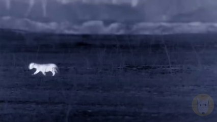 Su Manada lo Abandono, pero mira lo que hace su Madre al Verlo en PELIGRO