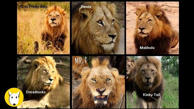 Mr. T: El León Más Cruel y Despiadado de la Historia | Documental Impactante